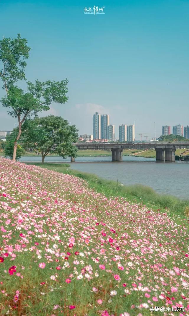 看完你的 看你的,坪山这片格桑花海承包你的秋日治愈感!