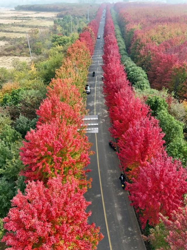 江北这里，红透了！