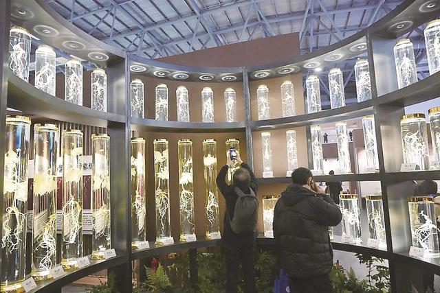 特产文创 人参“潮”起