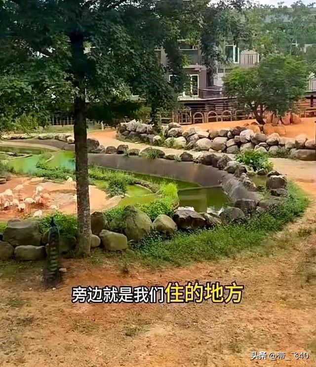 小玥儿长高了！全家去广州长隆动物园度假，小玥儿出镜好瘦好美