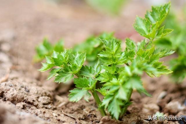 半日疯玩记：板栗与芹菜秧的快乐出逃