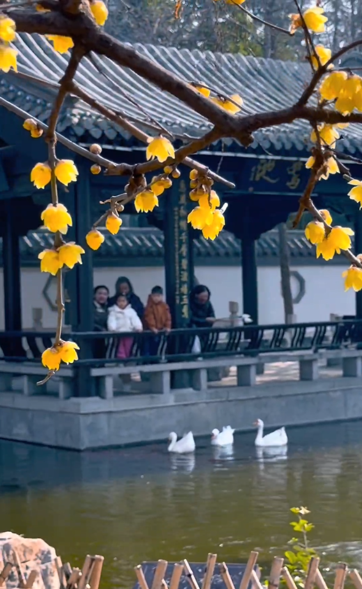 花开有时・四季有诗 | 冬享沂蒙过大年，临沂腊梅邀你赴一场暗香之约