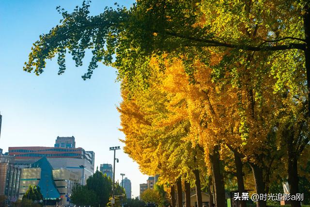 这么近那么美，银杏里的河北最美！