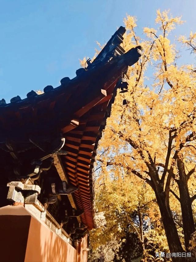 南阳秋色进行时：99%游客错过的6处绝美机位全公开