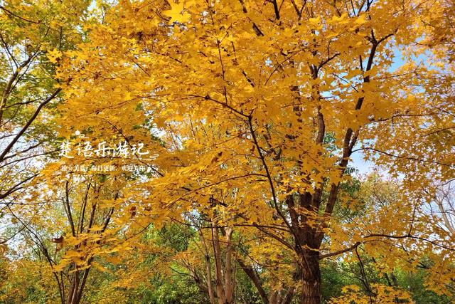 浙江宁波这个森林公园又火了，银杏林成为打卡胜地，水杉林更美丽