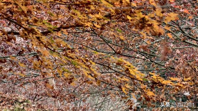 蓝山谷记：与十万株红枫的相遇