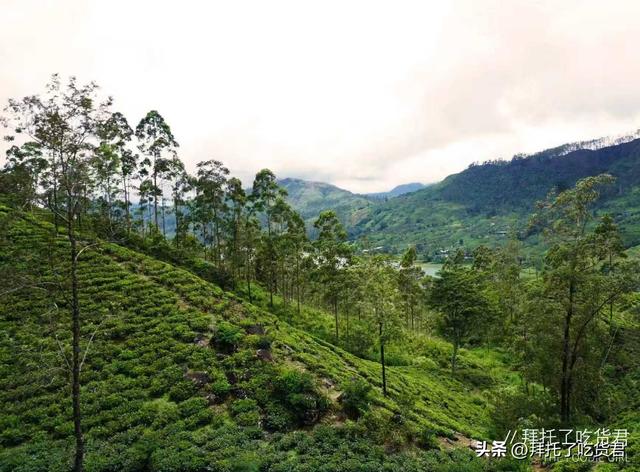 斯里兰卡深山｜女王同款绿野仙踪下午茶