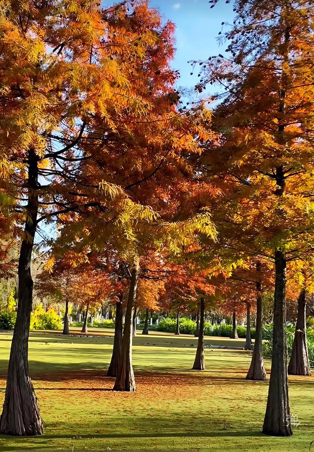 渔浦寒泉公园，水杉红透成诗