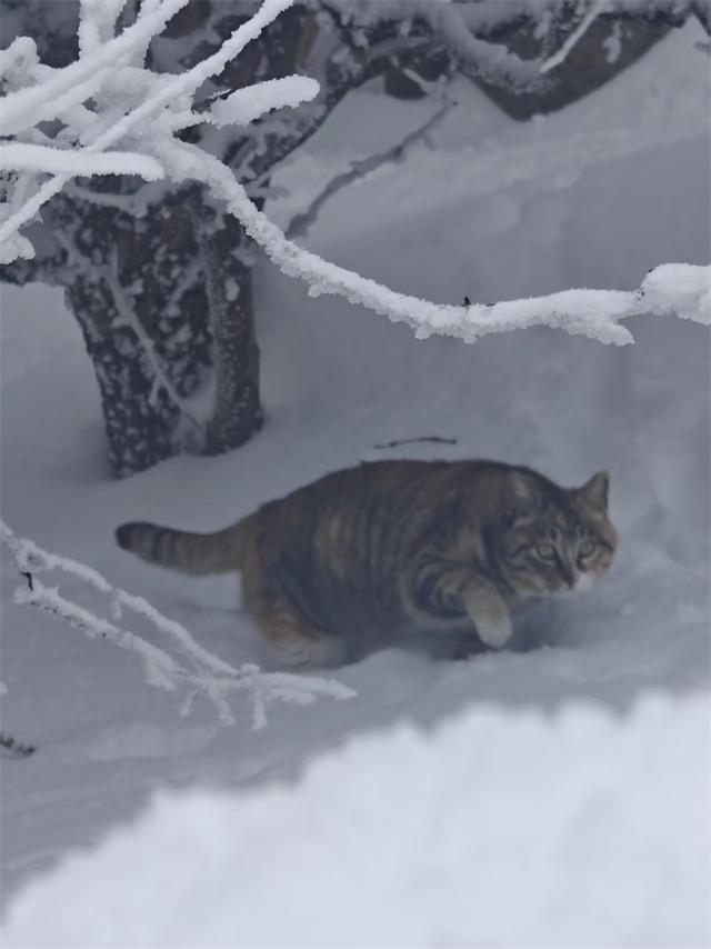 雪霁云海涌 泰山披银装