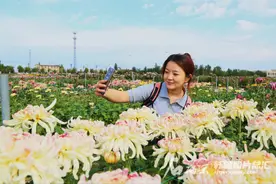 千余品种菊花争相绽放 这地方你打卡了吗？图片