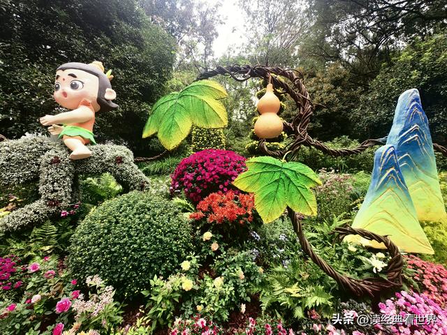 杭州植物园的菊花展——一场关于菊花的饕餮盛宴（二）