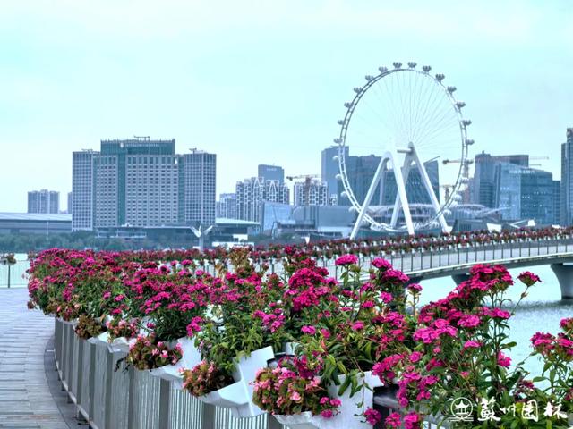 21处绚烂花海!苏州“晚秋花海”赏花地图出炉