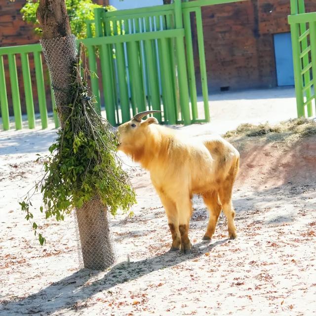 好“牛”！国宝顶流，厦门首展！送票→