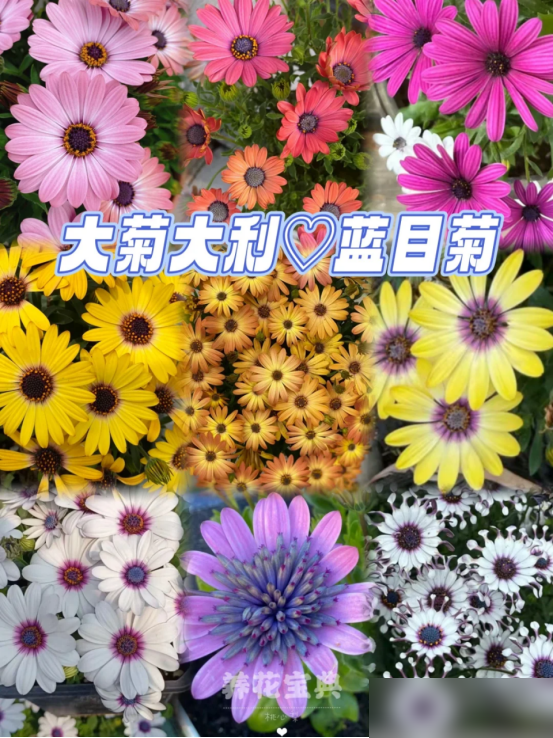 阴花不能进阳宅！这5种花“打死”也不养，家里若有？快挪走！