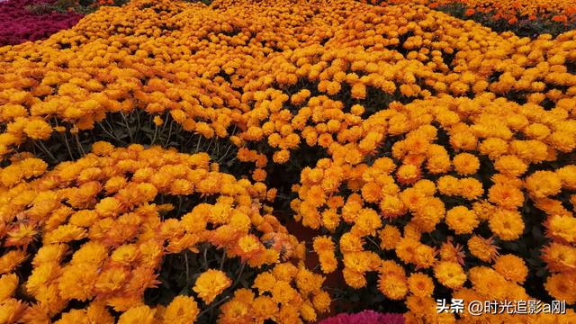 秋野里的黄金浪，是季节写给大地的情诗！