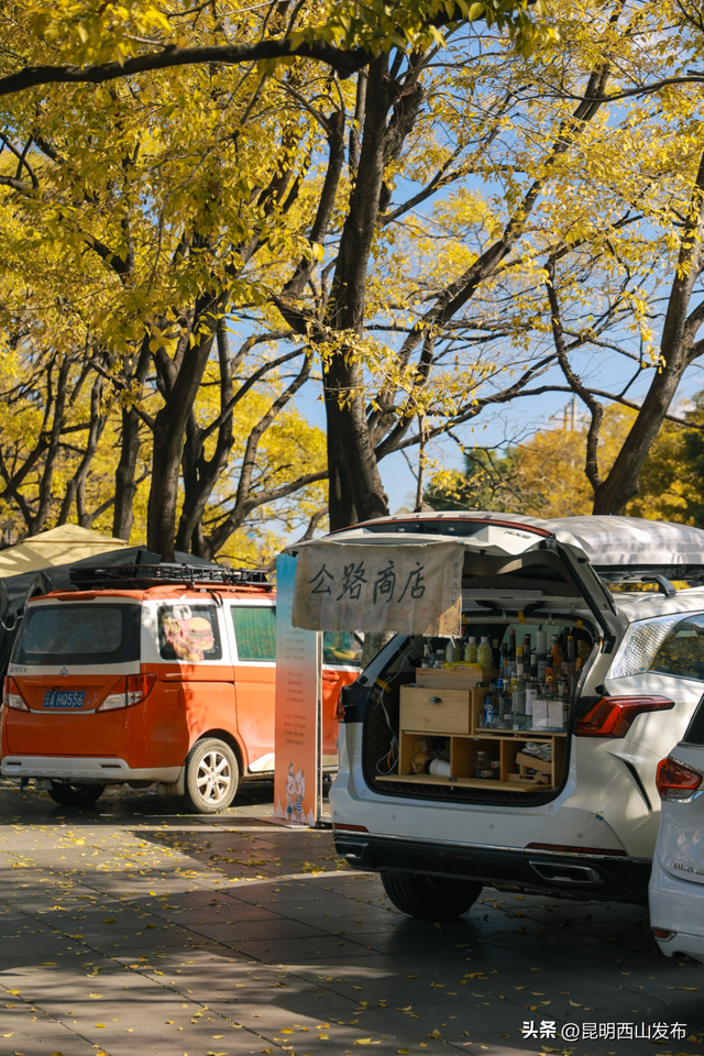 金色滇朴已上线！西山这份独属的浪漫美成昆明冬日封面