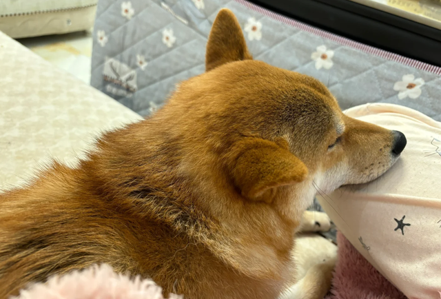 一只狗乖不乖，一看便知！不乖的狗，大多会有这几个坏习惯