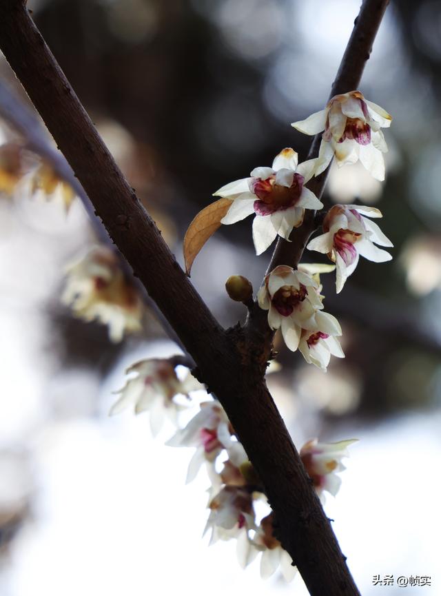“蜡”么美“蜡”么香，上海公园蜡梅绽放即将迎来盛花期