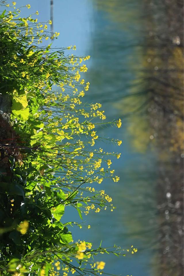 陇南油菜花提前开放，今天可以约起走！