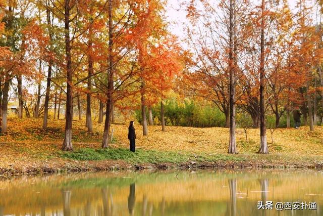 红透了！西安这片水上杉林，已进入最佳观赏期！