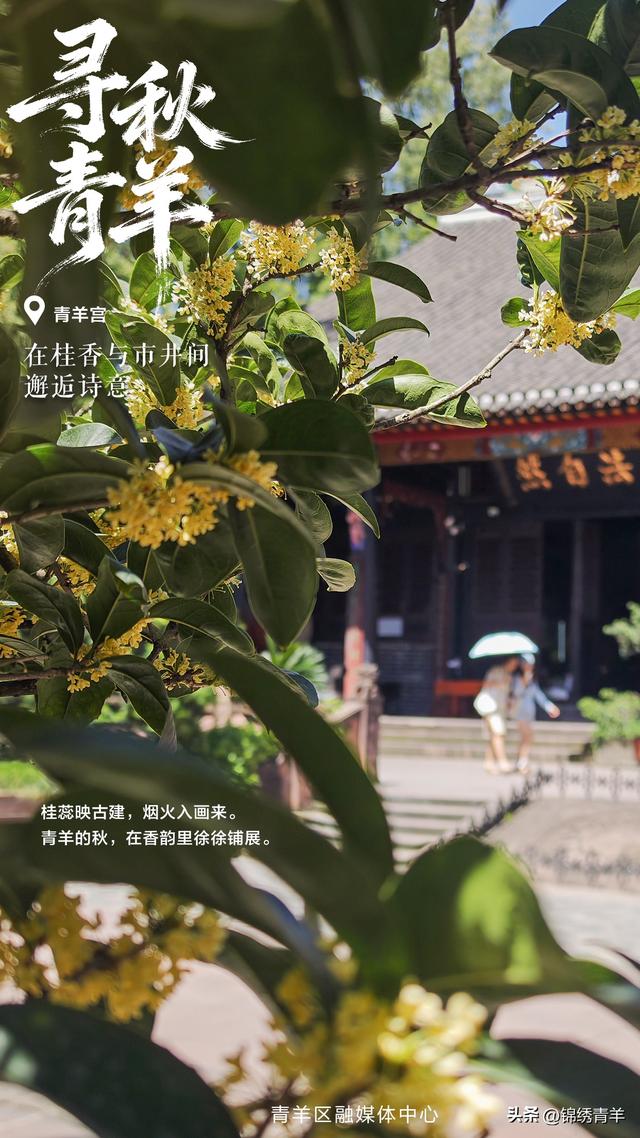 寻秋青羊：在桂香与市井间邂逅诗意