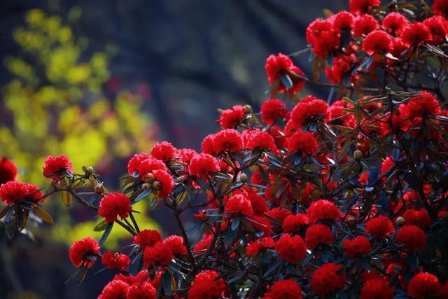 乡游黔中 · 长顺县 付家院村丨金菊翻浪映秋色,品味沉淀的时光