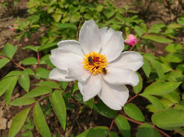 2026殡葬新规落地，别慌！普通百姓祖坟有保障，整治的是这些乱象