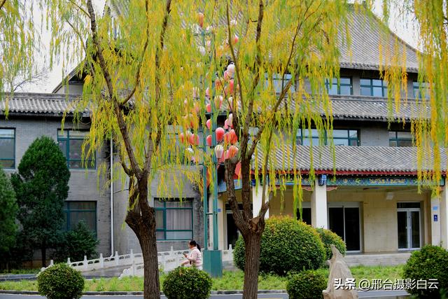 达活泉：公园披金衣，满目黄金柳（图）