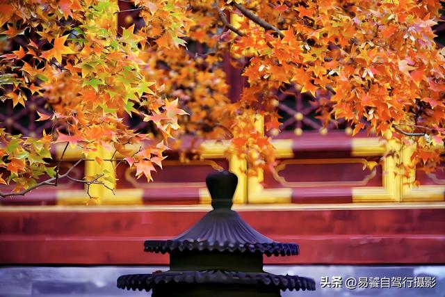 香山红叶摄影进阶：必须掌握这6个实战技巧，张张出大片成顶流