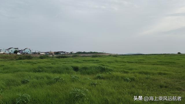 别再找秋天的海了！南京溧水这片草海才是顶流，我已去过了