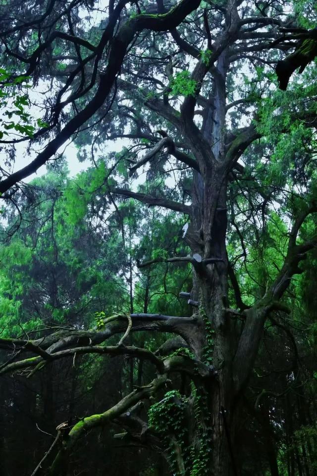 雨中剑门美出诗意！这份剑阁限定浪漫，邀您共赴