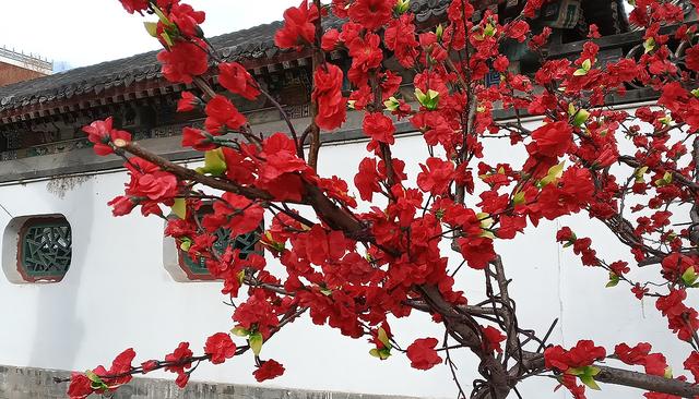 北京大观园“梅花”提早绽放 古风新春景致惊艳亮相