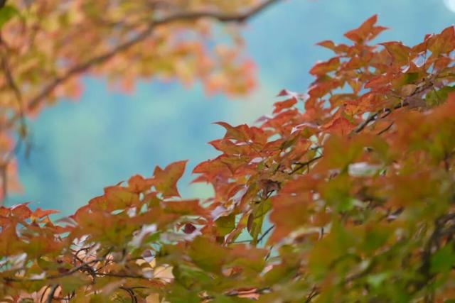 如画上犹，“枫”景独好！
