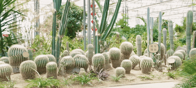 跨越山海 圆梦冰雪，秦皇岛六大玩冰戏雪好去处快收藏！