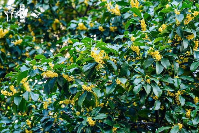 花样秦淮｜秋桂