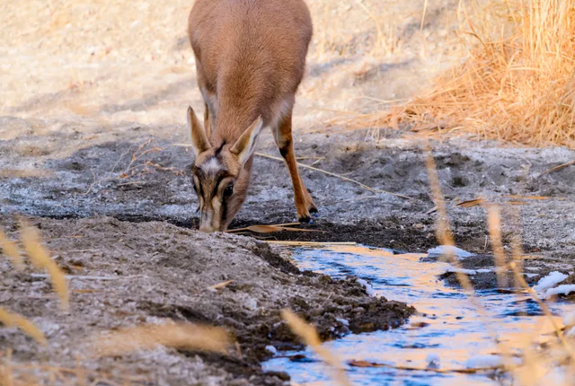 野外仅200多只！青海两兄弟8年捡59只回家，每只都给起名字