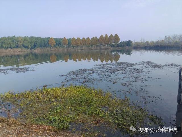 慧河湿地里的济宁新发现 || 胡成冮