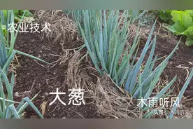 大葱忌讳的肥料有哪些？种植大葱用什么肥料？图片