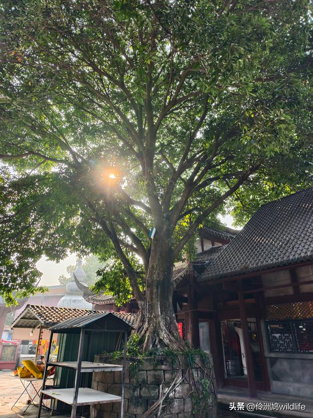 四川行(75)广汉②金雁湖公园·黑塔街·龙居寺