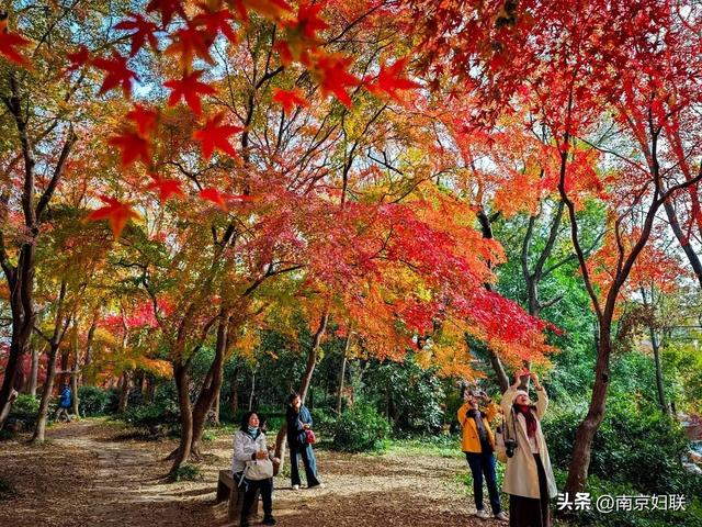人在南京，红叶正盛，等你来～