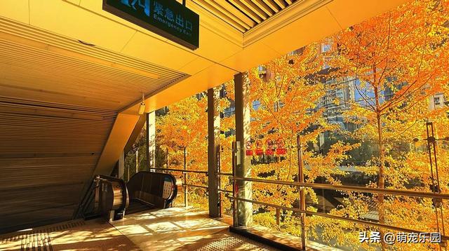 三阳路地铁口现绝美银杏，随手一拍美过滤镜