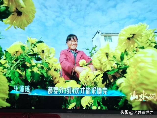 歙县归来不看菊 || 王留记