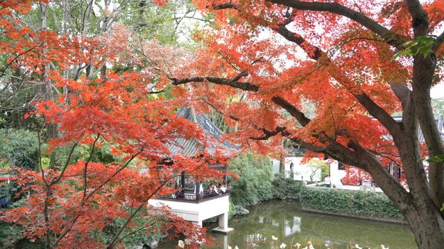 秋色限定！沪上园林已达颜值巅峰→