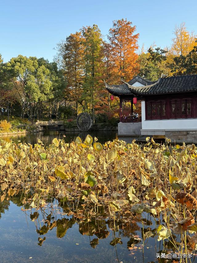 沪上园林古猗园已达颜值巅峰