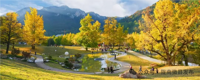 徽县嘉陵江畔菊花盛放 重阳佳节绘就金色画卷