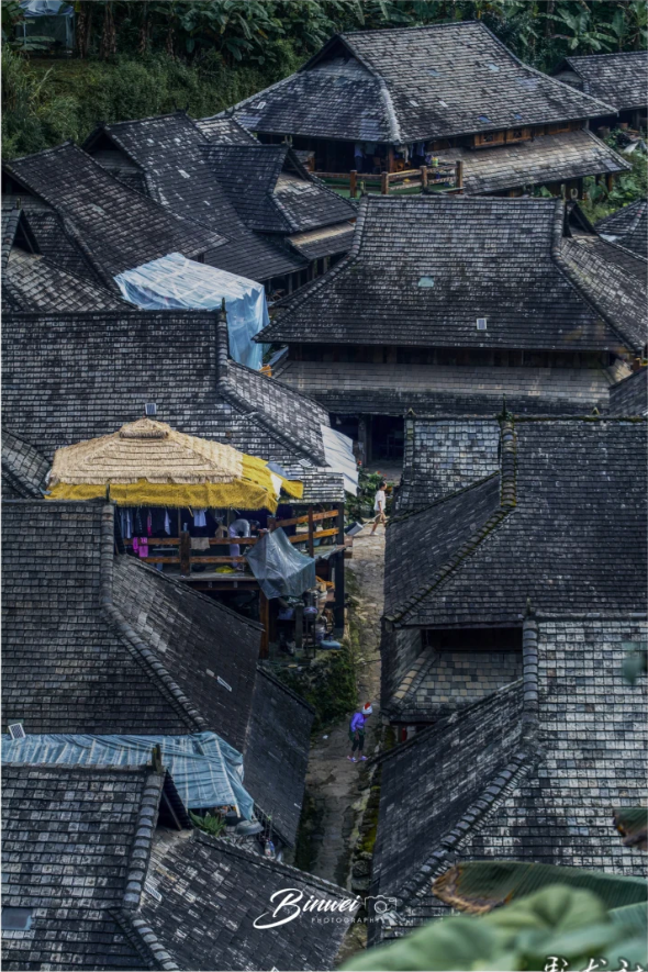 人类的普洱茶，世界的景迈山