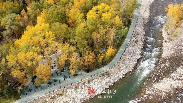 阿勒泰桦林公园“盛装”重启 邀您醉在自然里