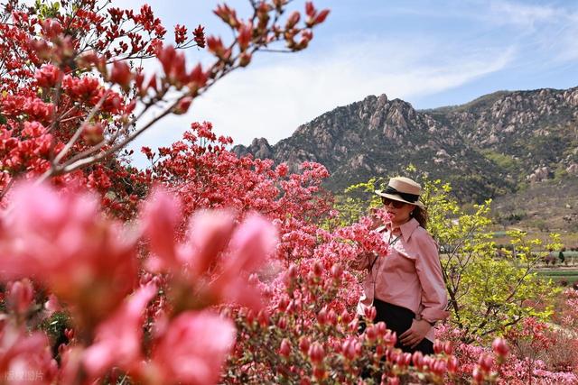 满山遍野的映山红