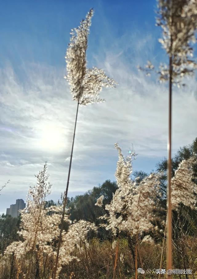 大连西山水库发现一大片芦苇,快来拍照呀