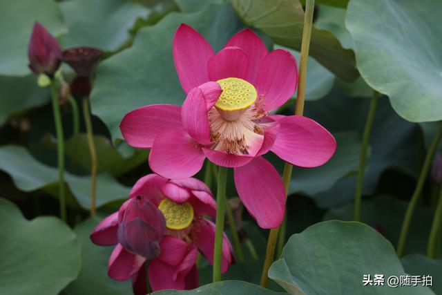 上海闵行文化公园水花园荷花进入盛花期，现实版“莫奈花园”